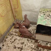 کفتر گلی|پرنده|زرند, |دیوار