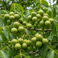 گردو دماوندی مقاوم  مناسب مناطق سرد|خدمات باغبانی و درختکاری|قزوین, |دیوار