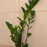 گل های خانگی|گل و گیاه طبیعی|قم, شاه ابراهیم|دیوار
