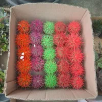 ساکولنت و کاکتوس