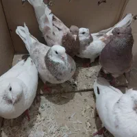 کفتر|پرنده|کهنوج, |دیوار