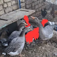 غاز بالغ