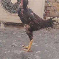 خروس لاری