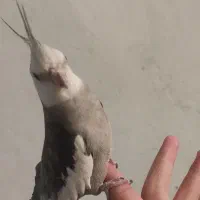 عروس هلندی وایت فیس|پرنده|تهران, شهرک صادقیه|دیوار