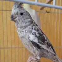 دو عدد عروس هلندی