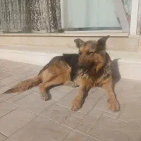 واگذاری سگ بازی گوش