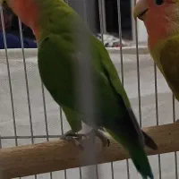 طوطی برزیلی صورت هلویی جفت مولد قناری سهره|پرنده|کرمانشاه, |دیوار