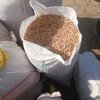 نخود کرمانشاه