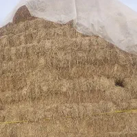 علوفه و کاه دامی ( علوفه شالی برنج)