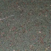 بنه کوهی امسالی|خوردنی و آشامیدنی|تربت‌حیدریه, آبشار|دیوار