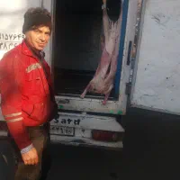 گوشت گوسفند بره نر مهرابی ۷۵۰