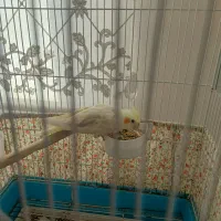 فروش پرنده عروس هلندی