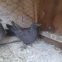 ماده گچی سیاه گرگی|پرنده|شهرکرد, |دیوار