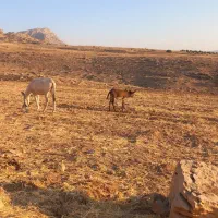 خر ماده جوان با کره خر ۶ ماهه|حیوانات مزرعه|دالاهو, |دیوار