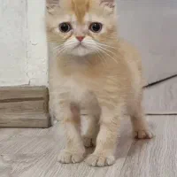 گربه بریتیش پرشین مو کوتاه