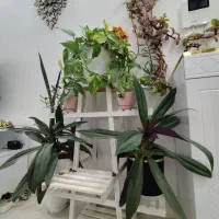 همه گل ها با هم|گل و گیاه طبیعی|تربتحیدریه, داروپخش|دیوار