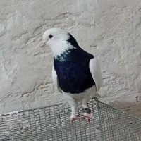 طوقی|پرنده|شهریار, شهرک امیریه|دیوار