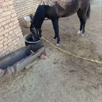 اسب|اسب و تجهیزات اسب‌سواری|صالح آباد (خراسان), |دیوار