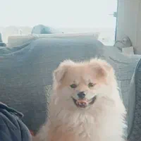 پامر روباهی