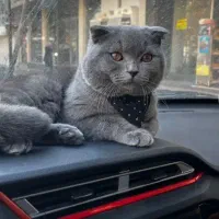 گربه اسکاتیش نر