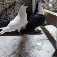 یجفت کفتر افغانی