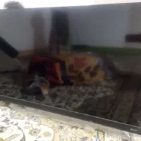 تلفزیون بویمن|تلویزیون و پروژکتور|بندر کنگان, |دیوار