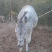 یه الاغ جوان|حیوانات مزرعه|کوهدشت, |دیوار