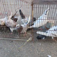 کبوتر پرشی قیمت عالی مرغ عشق|پرنده|نکا, |دیوار