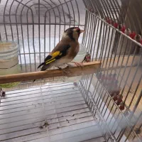 سهره نر دورگ جهرمی