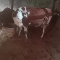 گاو شکم اول جوان با شیردهی ۱۶ تا ۱۸ کیلو دست دوش