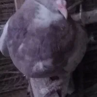 جوجه نر شغلا شده|پرنده|کرمان, |دیوار