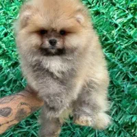 پامر خرسی هپی فیس|سگ|شیراز, دینکان|دیوار