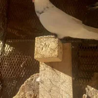 کبوتر|پرنده|خرمشهر, |دیوار