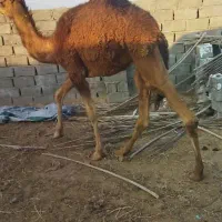 دو نفر کره شتر