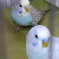 مرغ عشق
