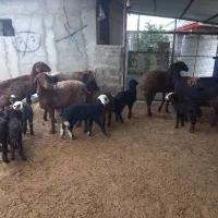 ۶تا گوسفند بره مار|حیوانات مزرعه|آق قلا, |دیوار