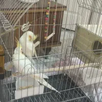 یک جفت عروس هلندی لوتینو|پرنده|پاکدشت, پاکدشت (مامازند)|دیوار