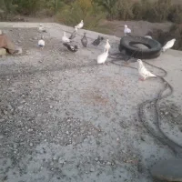 کبوتر|پرنده|نیک شهر, |دیوار