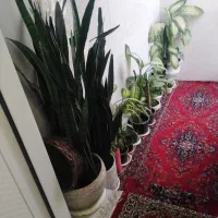 گل فروشی