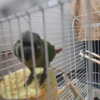 ماده گرینچیک