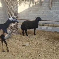 سلام فروش میش برشن سه رنگ و یک بره محلی چاق و پلم