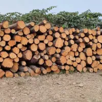 خرید چوب و درخت جنگلی و باغی