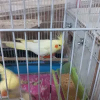 عروس هلندی ماده معاوضه با نر