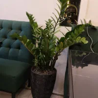 باغچه کاری و تعویض گلدان در خانه شما بدون کثیفی|خدمات باغبانی و درختکاری|مشهد, امیر|دیوار