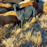 قوچ قره قزل سیاه