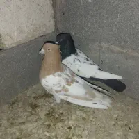 کله زرد و سینه سیا