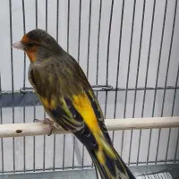 سهره قناری مست