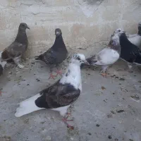 جوجه کبوتر پرشی دونه ای ۸۰۰۰۰۰