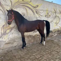 اسب نریان دره شور