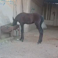 الاغ .خر